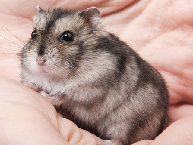 hamster