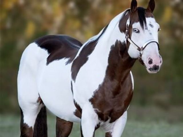 Paint Horse