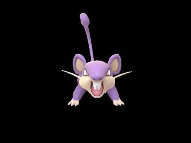 rattata