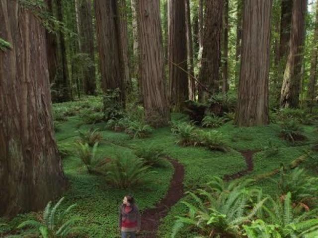 O caminho arborizado e sinuoso