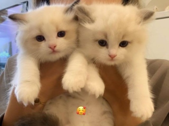 🐱Gatos🐱