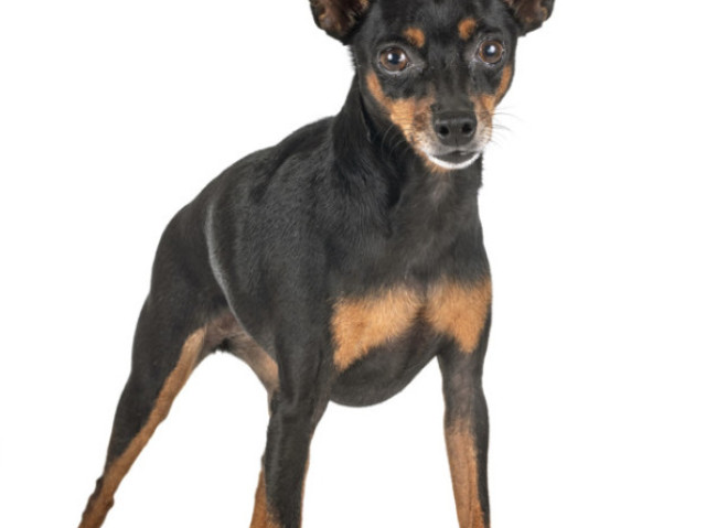 pinscher