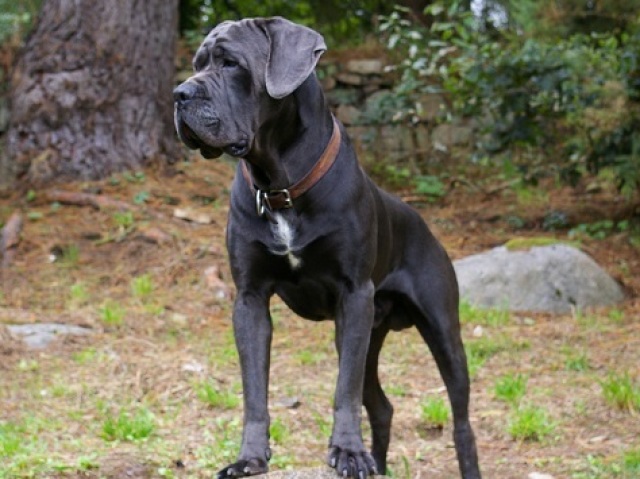 cane corso