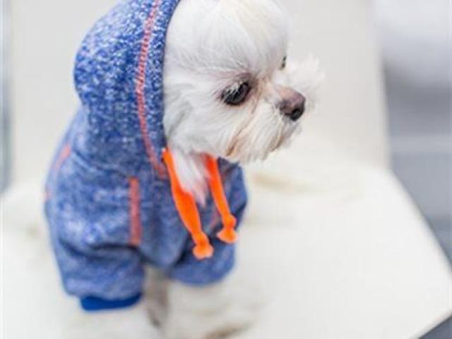 vou pasear