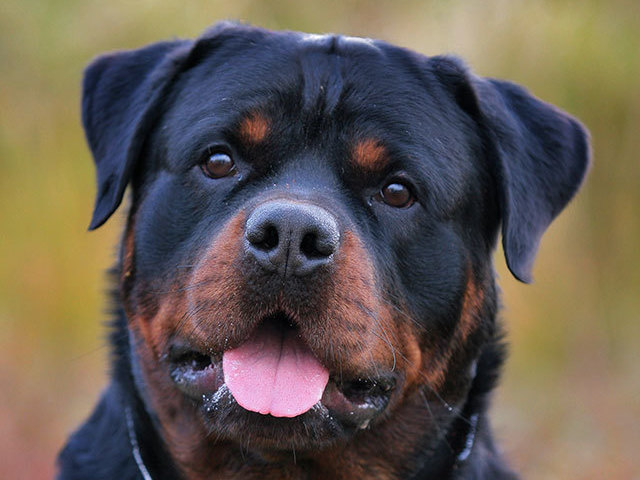 Rottweiler