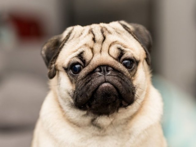 pug