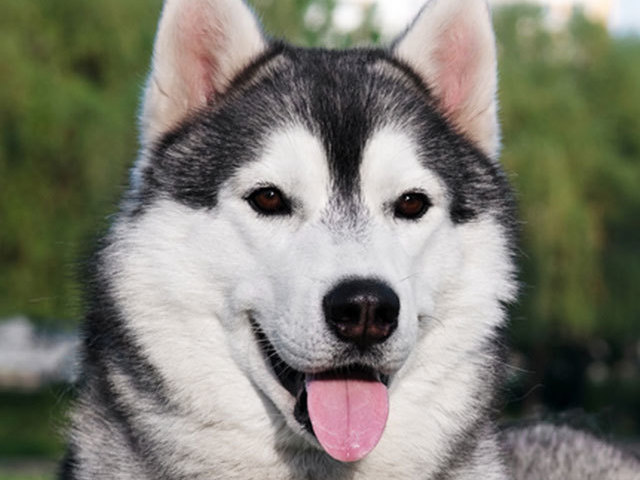 husky siberiano