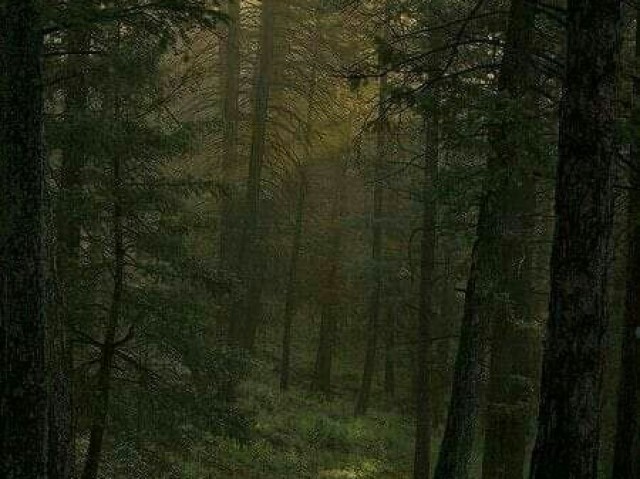 escolhi a floresta negra