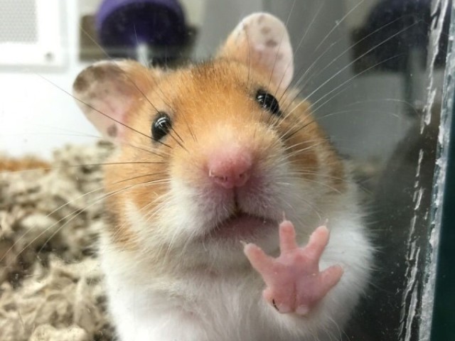 Hamster