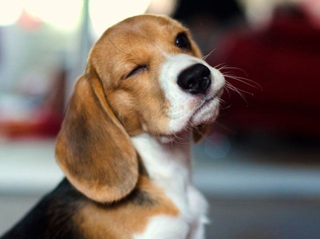 Você seria um Beagle!