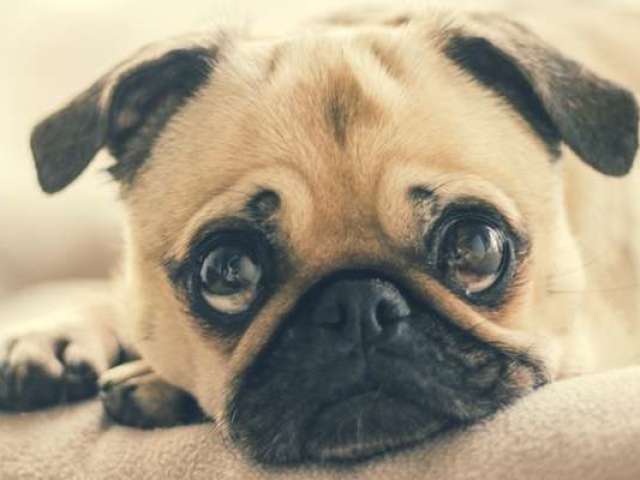Você seria um Pug!