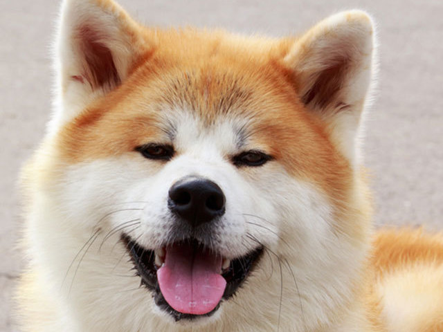 Você é um Akita!