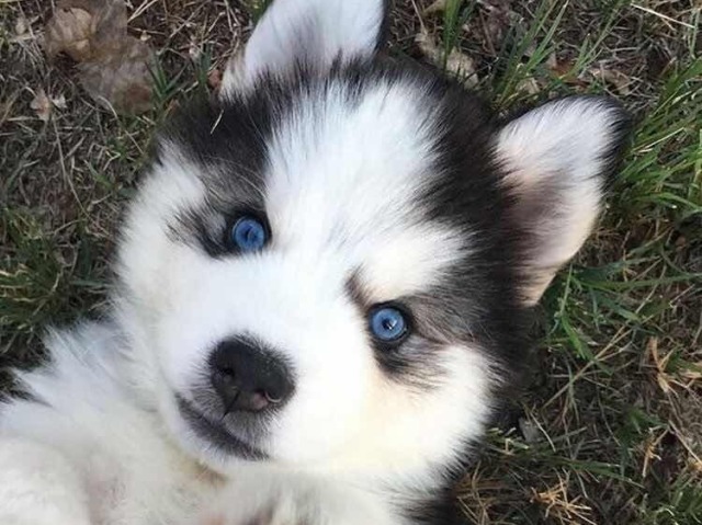 Você é um Husky Siberiano!