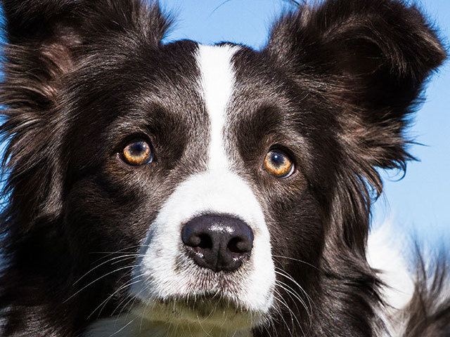 Você é um Border Collie!
