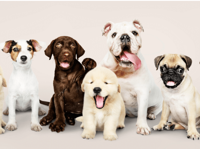 Qual raça de cachorro você seria?
