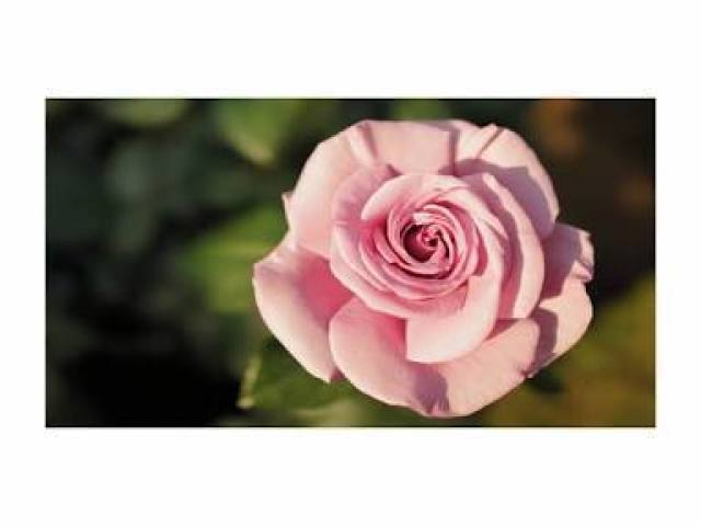 A flor é rosa e eu sou maravilhosa
Romanoski Susy,2018