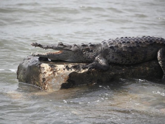 Vai para o caminho do lago