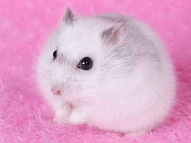 hamster