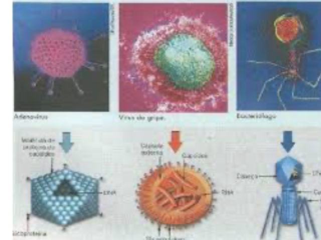 As características morfológicas dos vírus podem ser:
Redondos e achatados como o vírus da gripe espanhola
Em forma de quadrados como na maioria dos vírus que atingem a gengiva dos cães
Em forma de bolinhas de gude como no exemplo do corona vírus