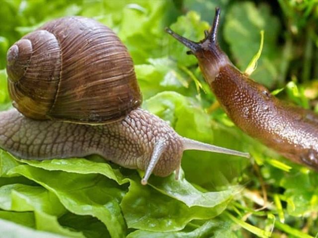 Caracol