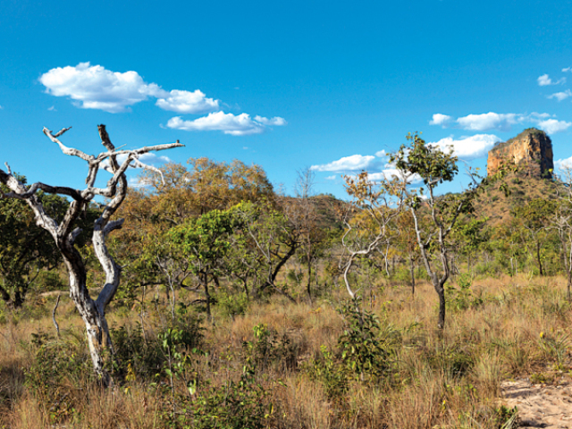 Cerrado