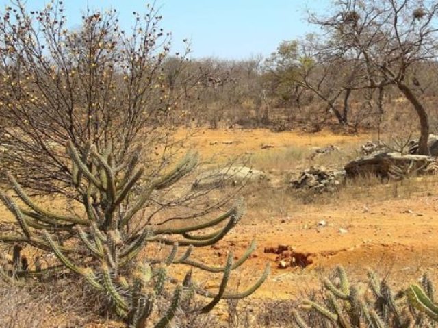 Caatinga