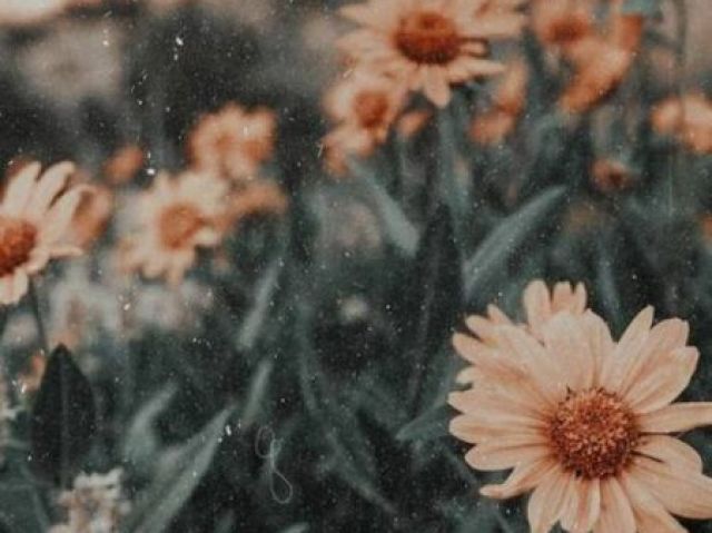 Dia magnífico🌻