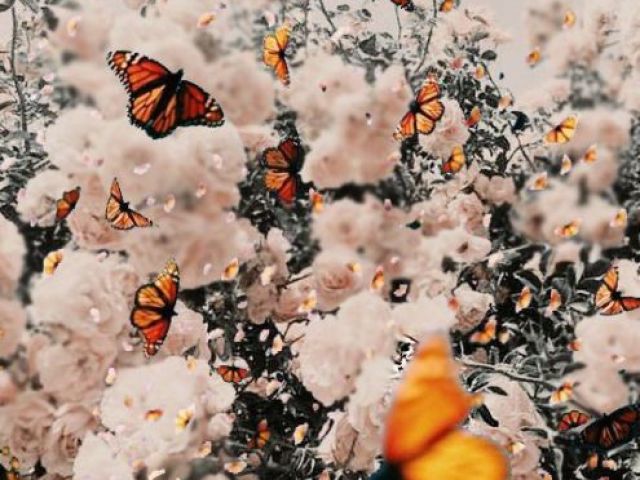 Dia lindo🦋