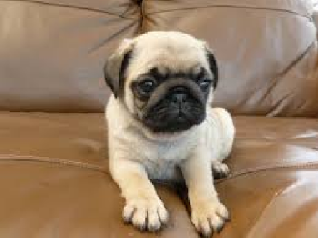 Cachorro Pug