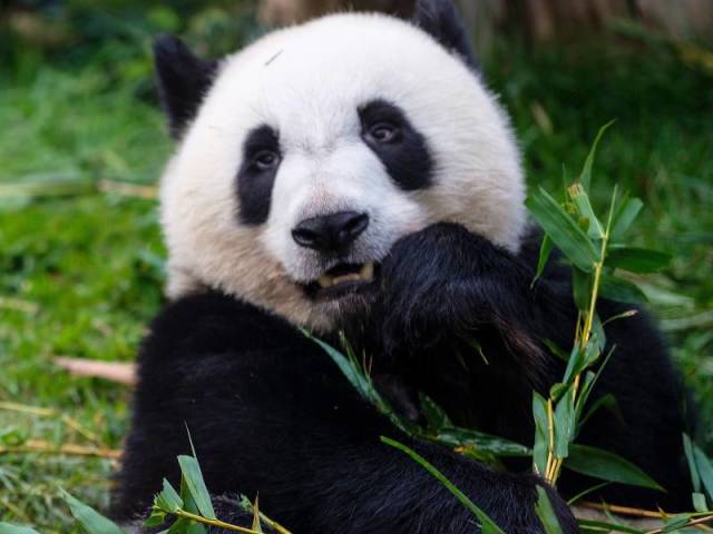 A panda