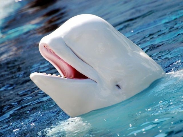 Beluga