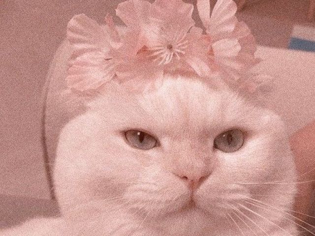gato