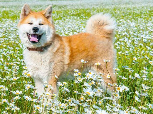 Quiz de raças de cachorro (Difícil)