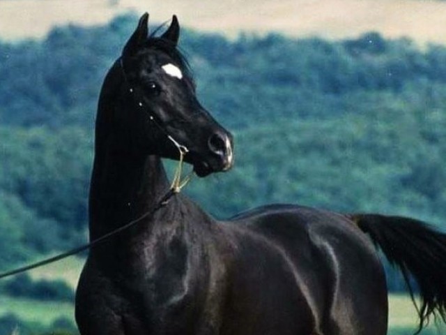 Cavalo