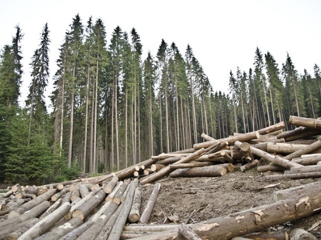 Floresta desmatada.