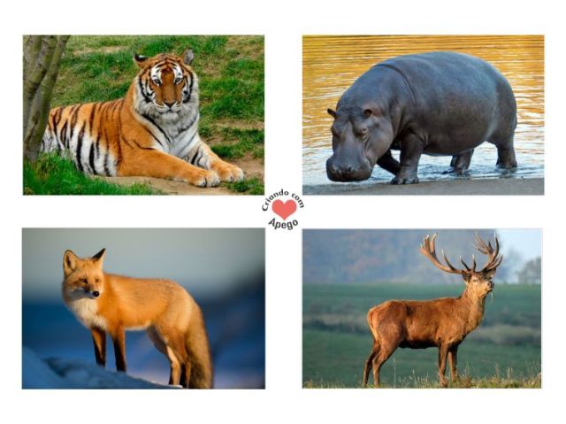 Qual animal selvagem você seria?