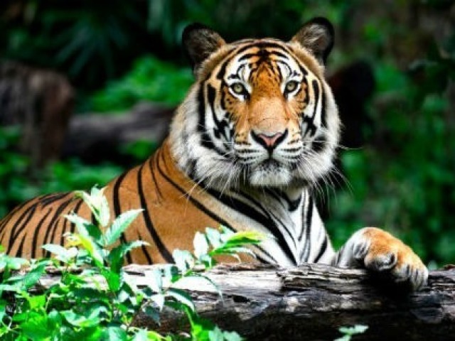 Você é um Tigre!