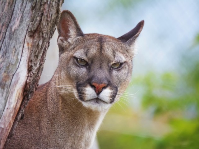 Você é um Puma!
