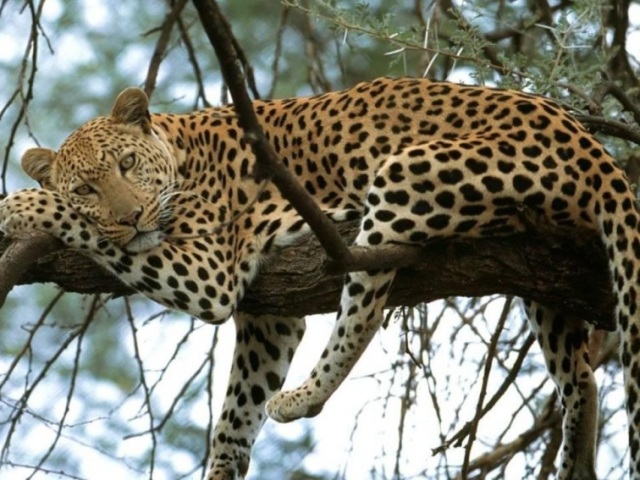 Você é um Leopardo!
