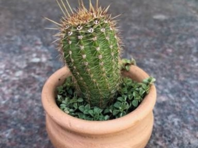 Cactus