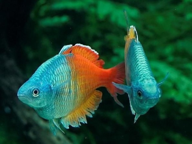 Peixes