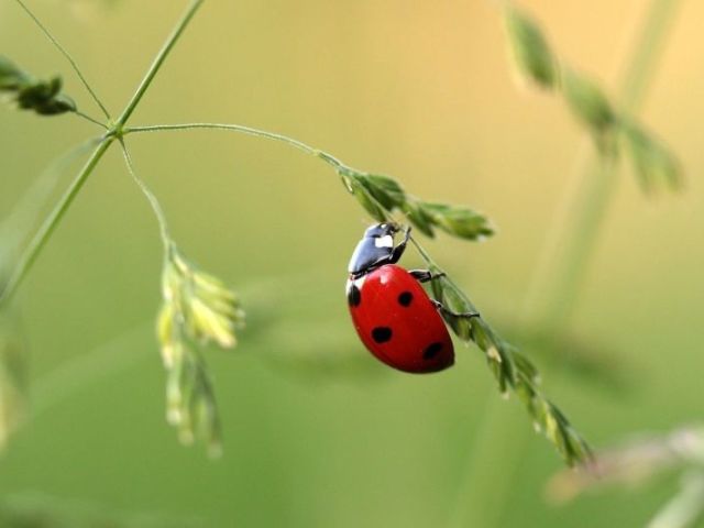 Lesma ou inseto( borboleta, joaninha, abelha...)