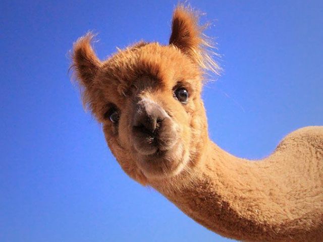 Lhama ou Alpaca