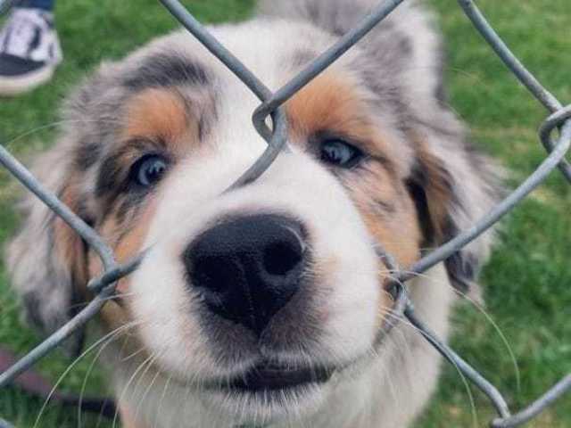 Qual raça de cachorro combina mais com você?
