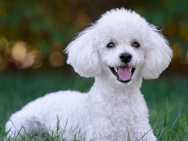 Poodle