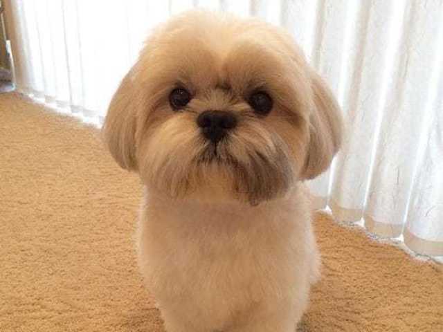 Shih tzu