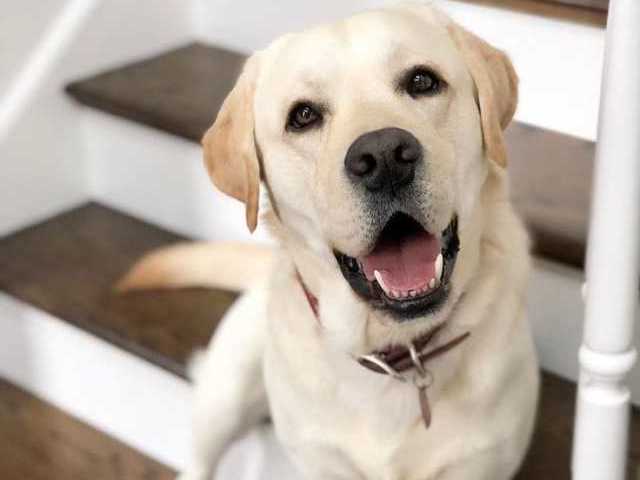 Labrador