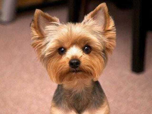 Yorkshire terrier