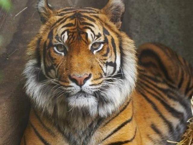 Tigre