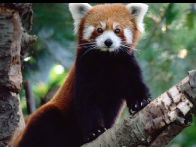 Panda vermelho